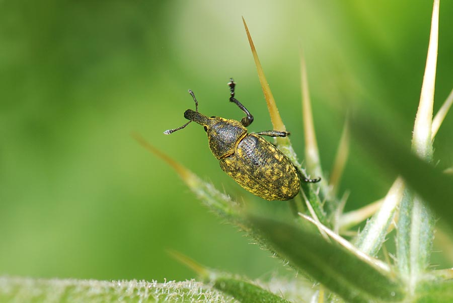 Curculionidae da id. Larinus cf. sturnus